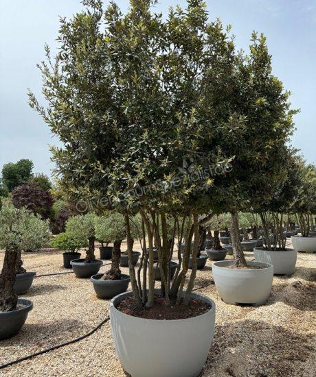 Quercus Ilex Mehrstamm Steineiche