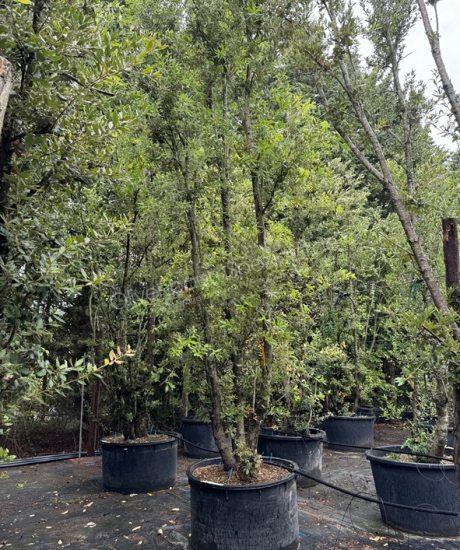 Quercus Ilex Mehrstamm Steineiche