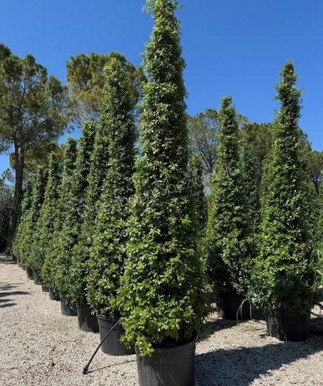 Quercus Ilex Säulenform 