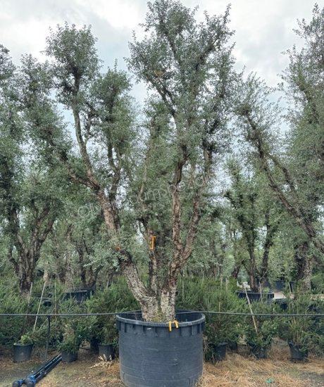 Quercus suber Mehrstämmig kaufen Korkeiche