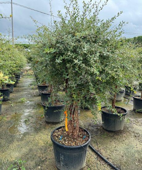 Quercus suber Mehrstammig mit Schirmkrone kaufen Korkeiche