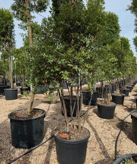 Quercus suber Mehrstammig mit Schirmkrone kaufen Korkeiche