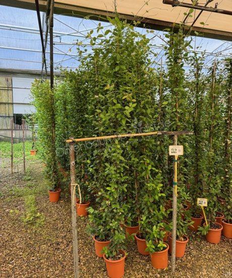 Trachelospermum jasminoides kaufen Toskanische Jasmin