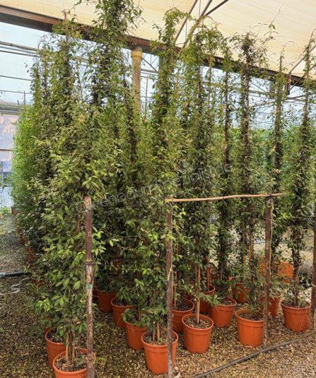 Toskanische Jasmin kaufen Trachelospermum jasminoides