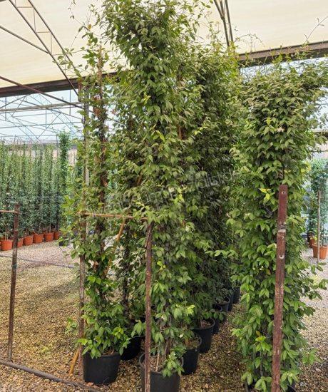 Trachelospermum jasminoides kaufen Toskanische Jasmin