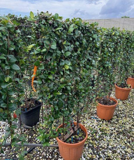 Toskanische Jasmin Spalier kaufen Trachelospermum jasminoides