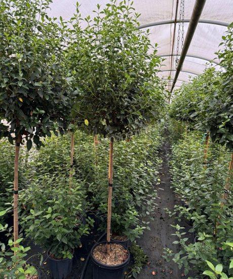 Viburnum tinus Kurzstamm kaufen Mittelmeer Schneeball