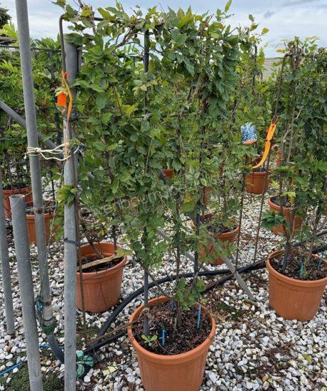 Wisteria Bodenspalier kaufen