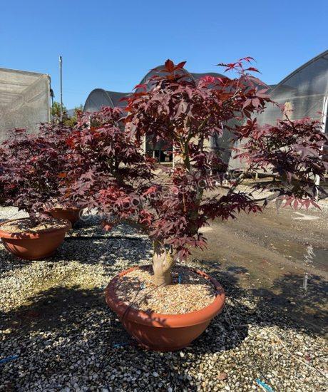 Japanischer Ahorn kaufen Acer palmatum 'Bloodgood'
