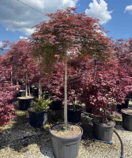 Acer palmatum dissectum 'Garnet' Kurzstamm kaufen Japanischer Ahorn