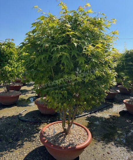 Acer palmatum kaufen Japanischer Ahorn