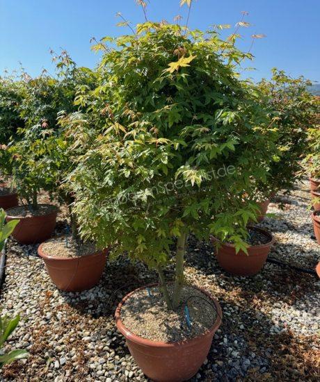 Japanischer Ahorn kaufen Acer palmatum