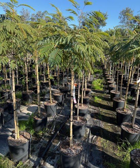 Albizia julibrissin 'Ombrella' Halbstamm kaufen Seidenbaum 