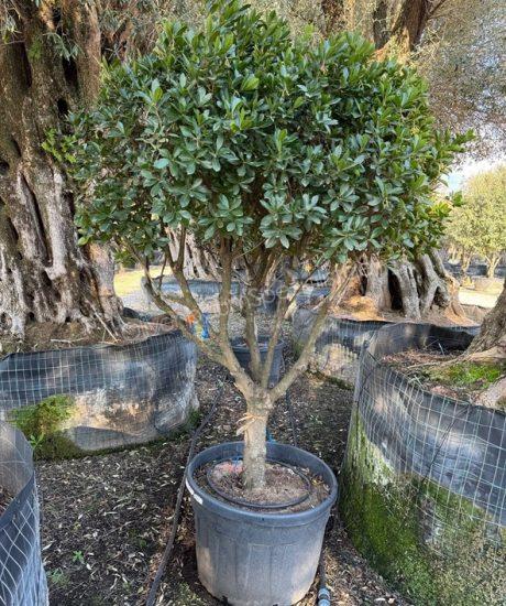 Erdbeerbaum Kurzstamm kaufen Arbutus unedo