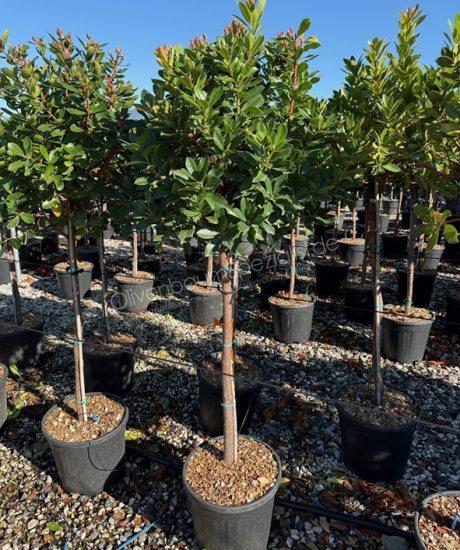 Arbutus unedo Kurzstamm kaufen Erdbeerbaum