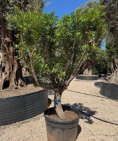 Arbutus unedo Kurzstamm Erdbeerbaum