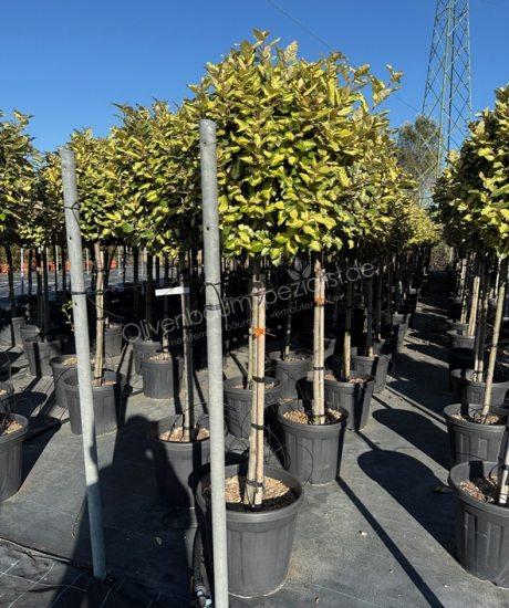 Elaeagnus ebbingei Maryline Kurzstamm Ölweide