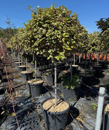 Elaeagnus ebbingei 'Vivileg' Kurzstamm Ölweide