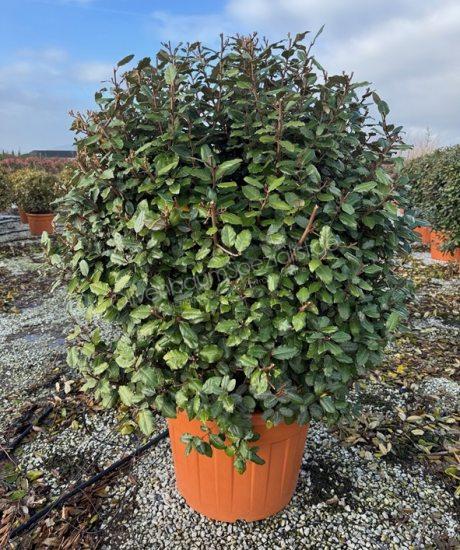 Ölweide Kugelform kaufen Elaeagnus ebbingei