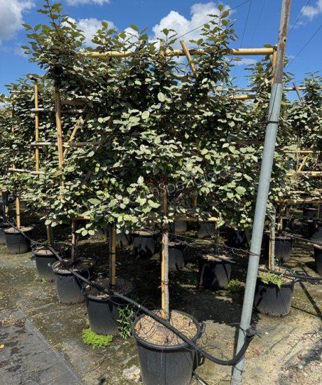 Ölweide Spalier kaufen Elaeagnus ebbingei