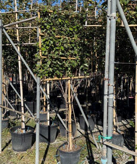 Elaeagnus ebbingei Spalierbaum kaufen