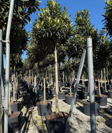 Eriobotrya japonica Hochstamm kaufen Japanische Wollmispel