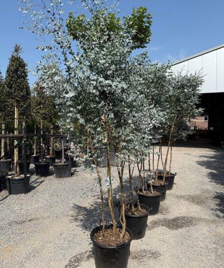 Eucalyptus Mehrstamm kaufen Eucalyptus gunnii 'Azura'