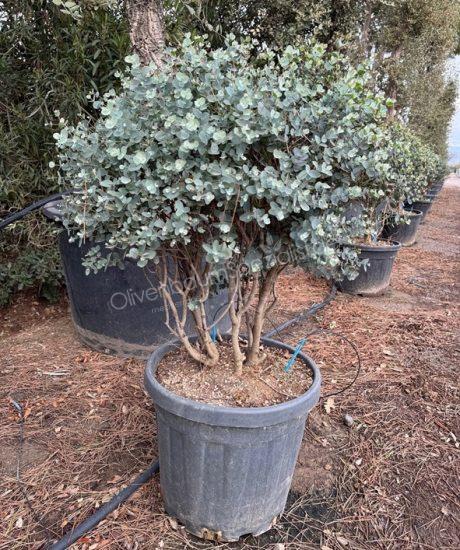 Eucalyptus Mehrstamm kaufen Eucalyptus gunnii 'Azura'