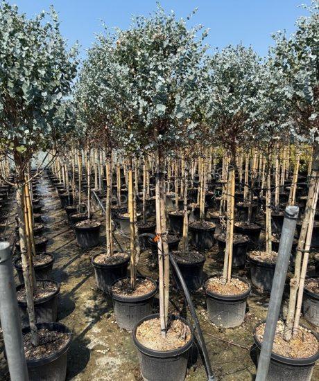 Eucalyptus Kurzstamm kaufen Eucalyptus gunnii 'Azura'