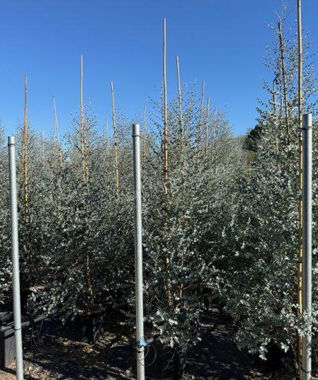 Eucalyptus Gefiedert kaufen Eucalyptus gunnii 'Azura'