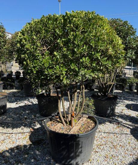 Euonymus japonicus 'Aureopictus' Mehrstamm kaufen