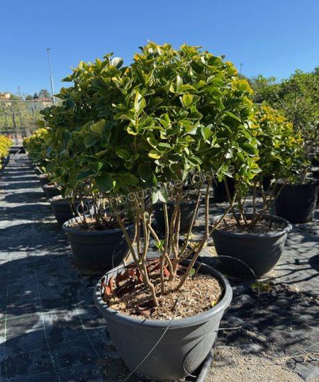 Euonymus japonicus 'Aureus' Mehrstamm kaufen