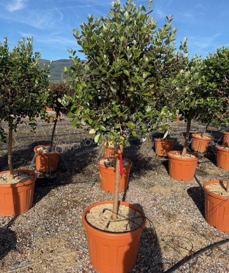 Feijoa sellowiana Kurzstamm kaufen