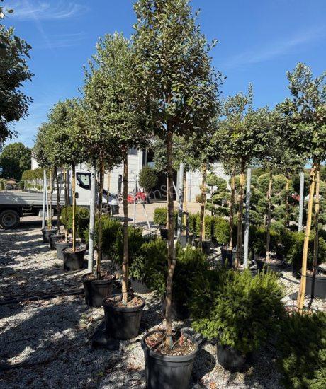 Feijoa sellowiana Hochstamm kaufen