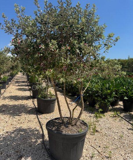 Feijoa sellowiana Mehrstamm kaufen