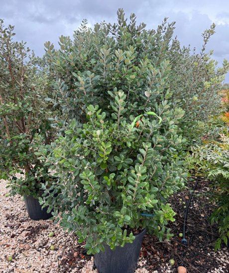 Feijoa sellowiana Strauchform kaufen