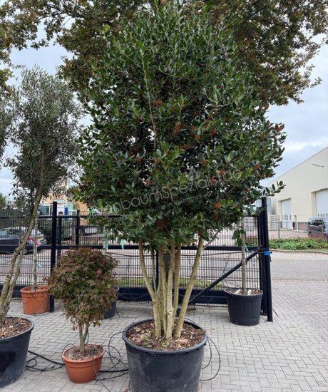 Ilex 'Nellie Stevens' kaufen Stechpalme