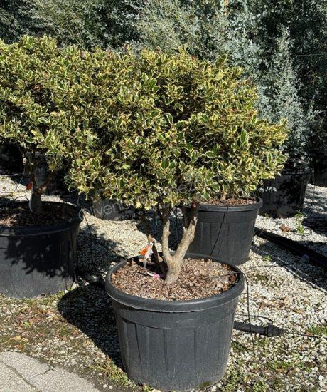 Ilex aquifolium 'Variegata Aurea' Mehrstamm kaufen