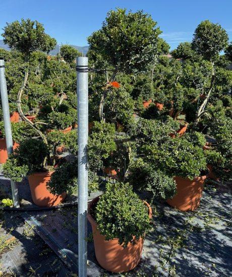Ilex crenata 'Kinme' Bonsai kaufen Japanische Stechpalme
