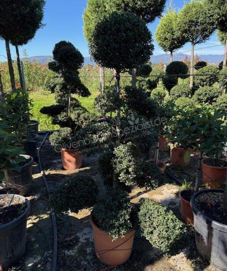 Ilex crenata 'Kinme' Bonsai kaufen Japanische Stechpalme
