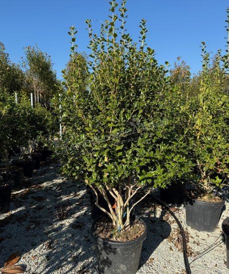 Ilex furcata Mehrstämmig kaufen