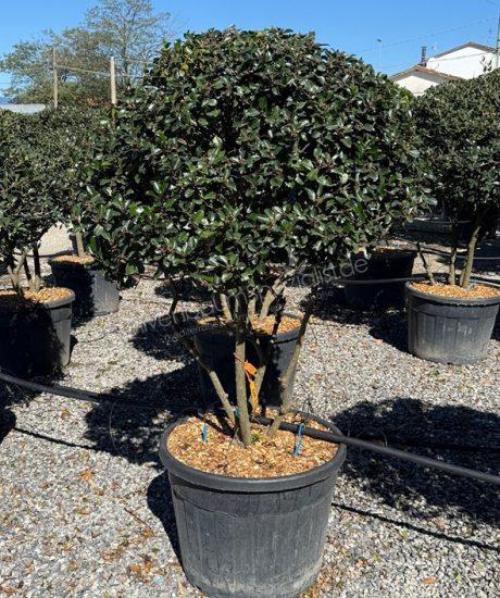 ilex meserveae 'Blue Prince' Mehrstämmig kaufen