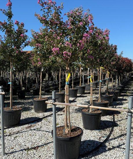 Lagerstroemia indica Kurzstamm kaufen Kreppmyrte