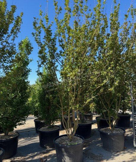 Kreppmyrte Mehrstammig kaufen Lagerstroemia indica