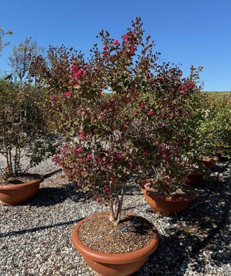 Lagerstroemia indica Mehrstammig kaufen Kreppmyrte
