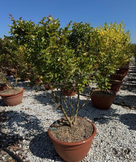 Lagerstroemia indica Mehrstammig kaufen Kreppmyrte