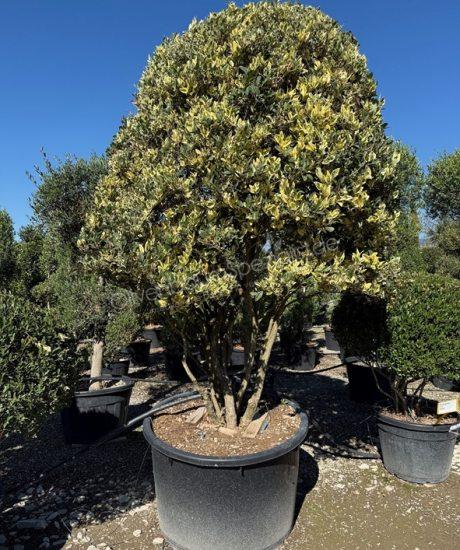Ligustrum texanum Mehrstammig kaufen