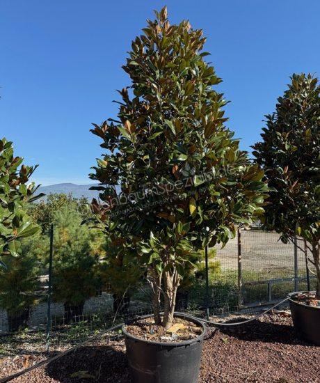 Immergrüne Magnolie Mehrstamm Magnolia grandiflora 'Gallisoniensis'