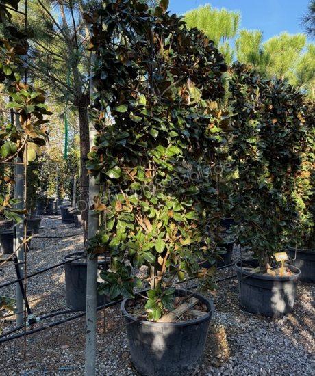 Immergrüne Magnolie Bodenspalier kaufen Magnolia grandiflora 'Gallisoniensis'