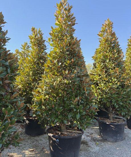 Magnolia grandiflora 'Gallisoniensis' Pyramidenform immergrüne Magnolie